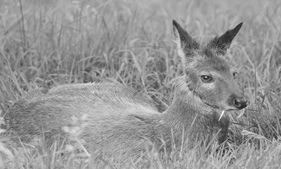 Баданга хүдэр (Moschus moschiferus Linnaeus, 1758)